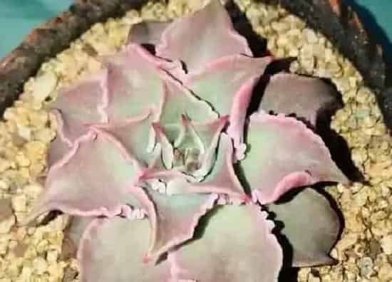 植物种类|多肉哪个品种好看