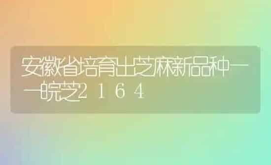 安徽省培育出芝麻新品种——皖芝2164 | 粮油作物种植