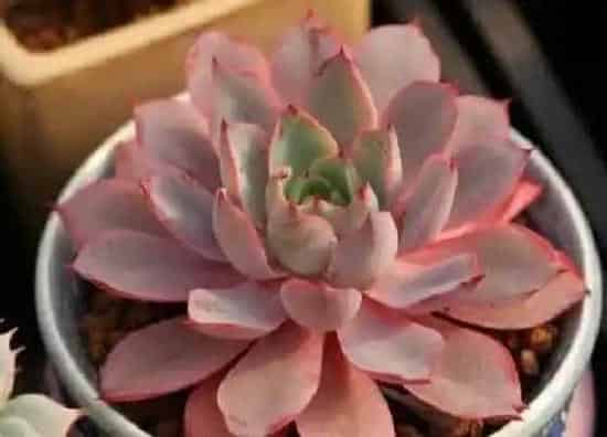 植物种类|多肉哪个品种好看