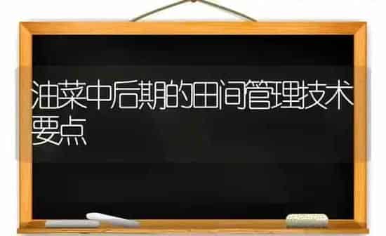 油菜中后期的田间管理技术要点 | 粮油作物种植