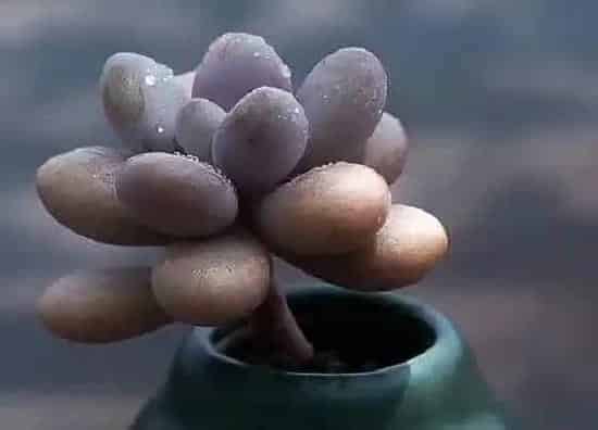 种植管理|桃蛋生长速度快不快 一年长多少