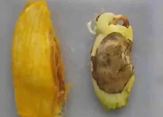 植物毒性|芒果核有毒吗 吃芒果里面的核对人体什么作用