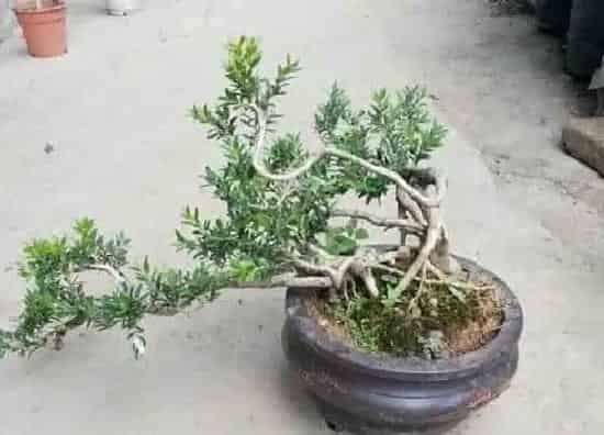 植物修剪|黄杨什么时候剪枝合适