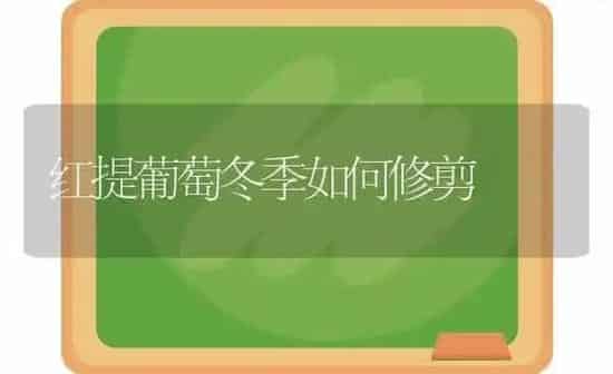 红提葡萄冬季如何修剪 | 瓜果种植