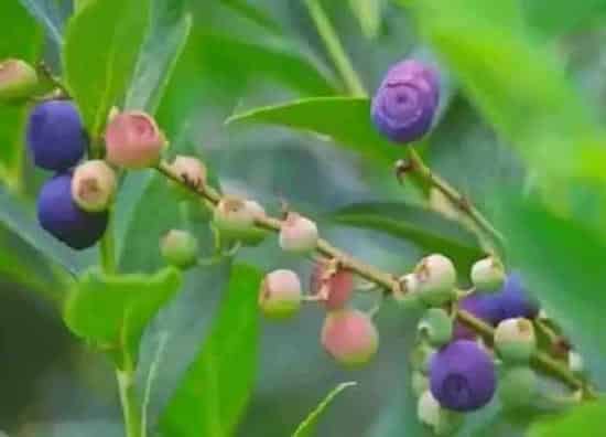 果实成熟|山东蓝莓什么时候成熟