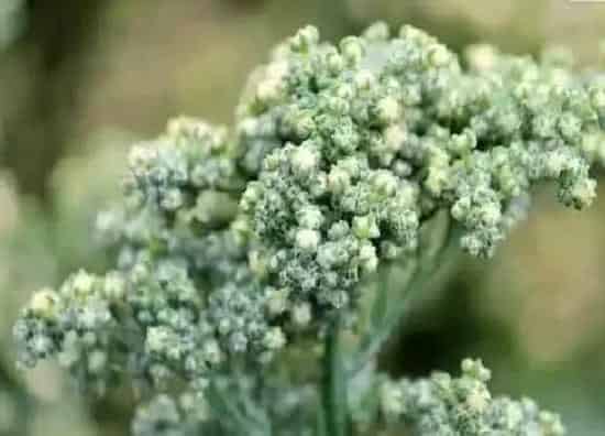 果实成熟|藜麦什么时候成熟上市