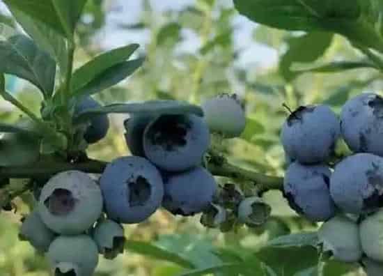 种植管理|湖南可以种蓝莓吗