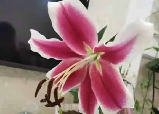 种植方法|香水百合怎么种植 栽种时间和方法