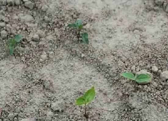 植物发芽|柿子怎么发芽快