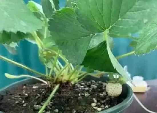 植物浇水|草莓多久浇一次水比较好 一次要浇多少水