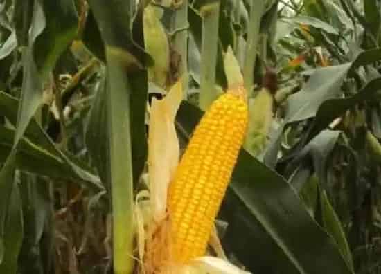 种植管理|玉米种子十大品种 玉米种子前十名的品牌排行榜