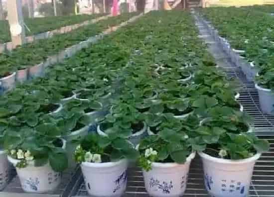 植物种类|草莓是植物吗 属于多年生草本植物