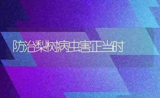 防治梨树病虫害正当时 | 种植病虫害防治