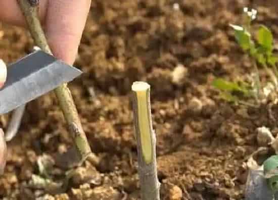植物嫁接|老桃树嫁接时间和方法