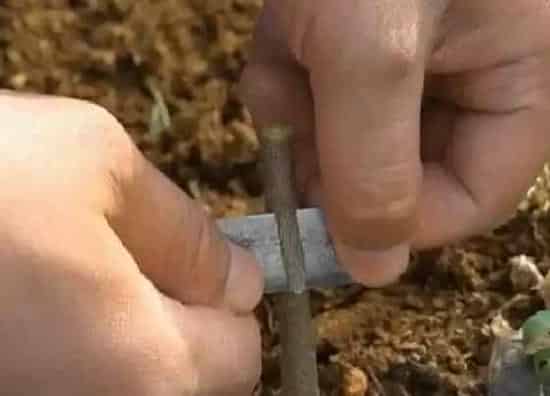 植物嫁接|老桃树嫁接时间和方法
