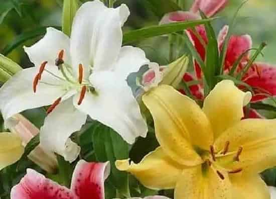 种植方法|香水百合怎么种植 栽种时间和方法