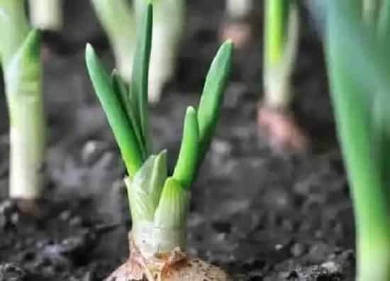 植物播种|洋葱什么时候播种好