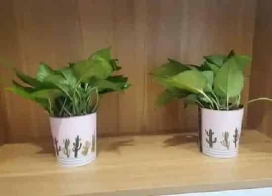盆景|绿萝用多大的盆合适