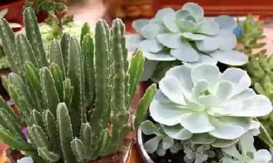 养殖方法|怎样养好夏季盆栽花卉（盆栽植物夏天种植技巧和注意事项）