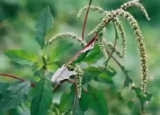 植物百科|母猪菜又叫什么菜