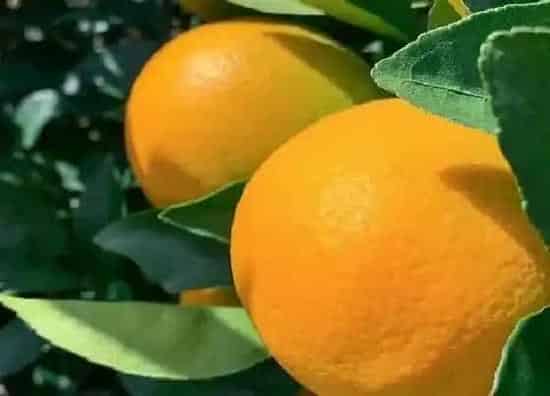 果实成熟|伦晚橙子什么时候成熟