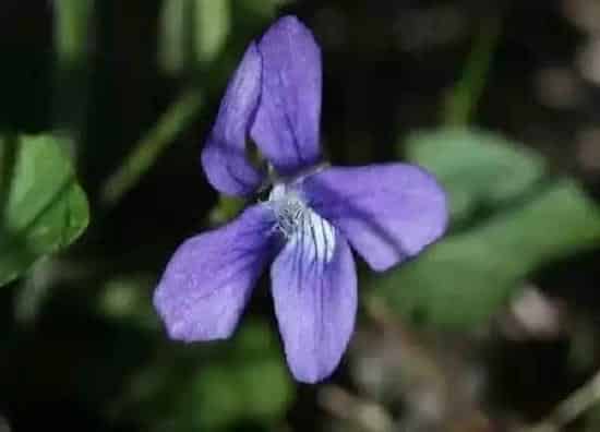 养殖科普|紫花地丁喜阴还是喜阳