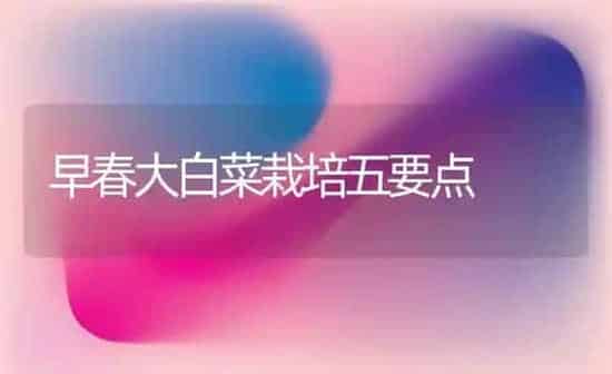 早春大白菜栽培五要点 | 蔬菜种植