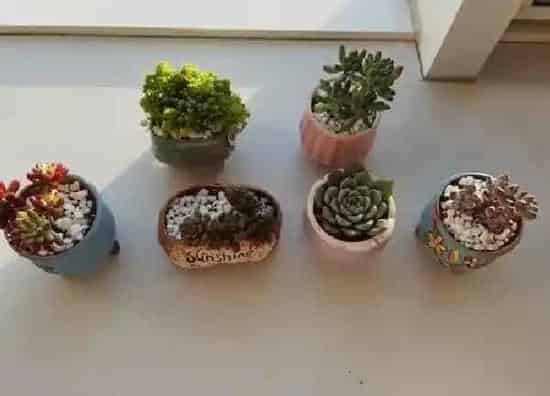 养殖方法|多肉植物的养殖方法和注意事项有哪些