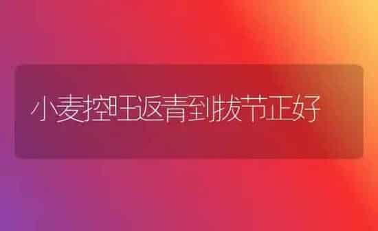 小麦控旺返青到拔节正好 | 粮油作物种植