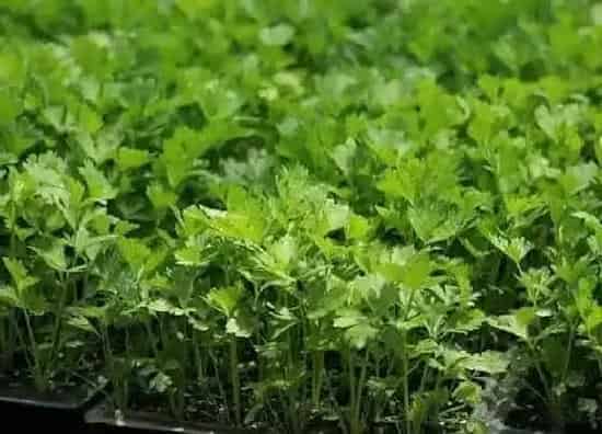种植百科|芹菜一年可以种几次，四季种植） 种几个月可以收