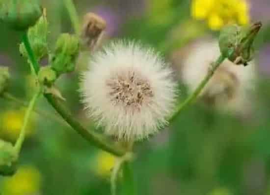 植物寓意|蒲公英的象征人生意义（蒲公英代表的人生精神）