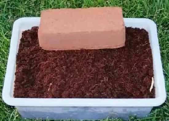 种植土壤|椰子壳可以做花土吗 能否直接种花