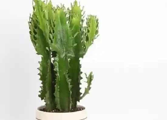 植物嫁接|龙骨能嫁接蟹爪兰吗，龙骨嫁接蟹爪兰还是仙人掌好）