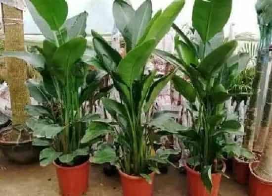 植物换土|鹤望兰换土时间和方法