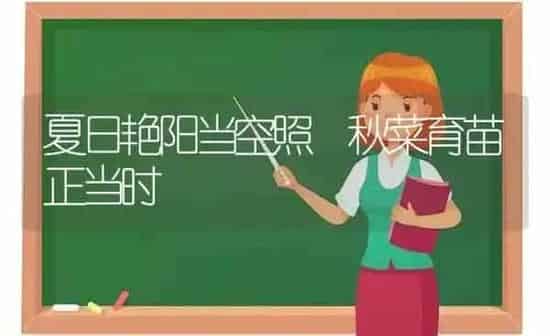 夏日艳阳当空照 秋菜育苗正当时 | 蔬菜种植