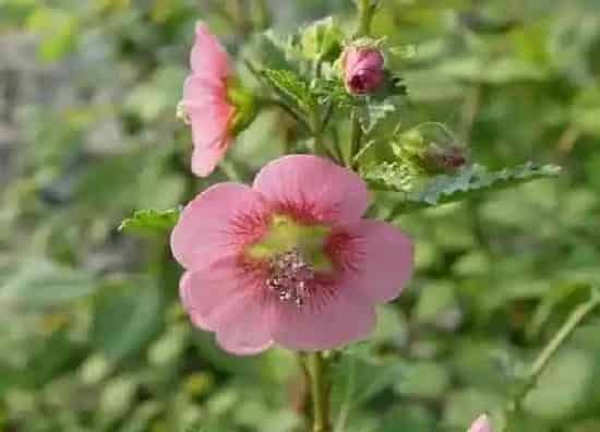 植物生根|木槿花扦插多久生根成活 如何扦插成活率高