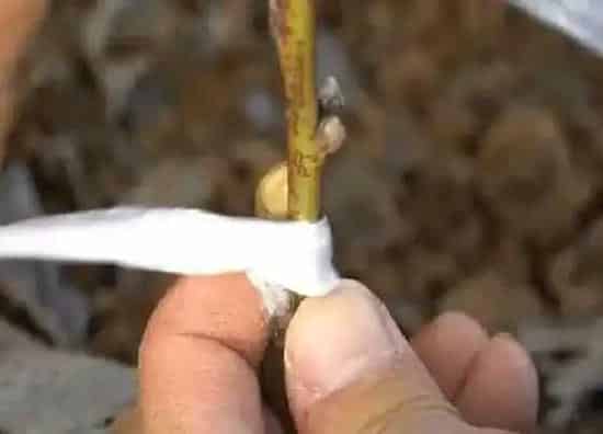 植物嫁接|老桃树嫁接时间和方法