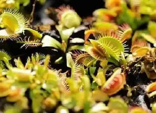 植物播种|捕蝇草种子怎么种植