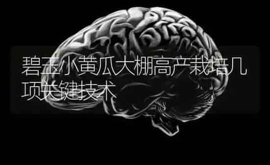 碧玉小黄瓜大棚高产栽培几项关键技术 | 蔬菜种植