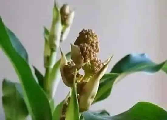 植物百科|巴西铁树会开花吗 在什么时候开花