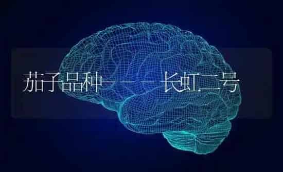 茄子品种---长虹二号 | 蔬菜种植