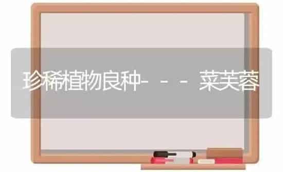 珍稀植物良种---菜芙蓉 | 蔬菜种植