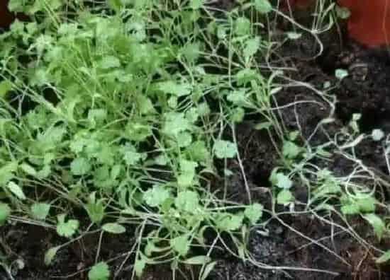 植物育苗|香菜几天发芽出苗 怎样种植香菜出苗快又好