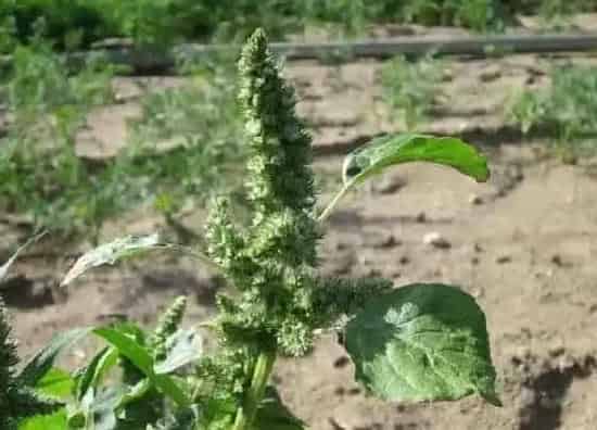 果实成熟|藜麦什么时候成熟上市