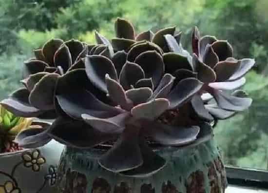 养殖方法|紫珍珠怎么养长的好