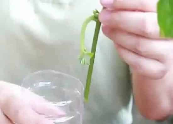 植物扦插|百香果几月份扦插最好