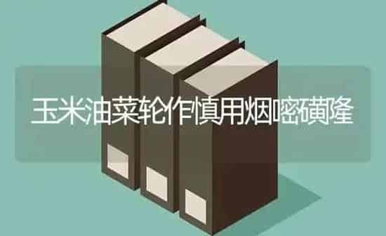玉米油菜轮作慎用烟嘧磺隆 | 粮油作物种植