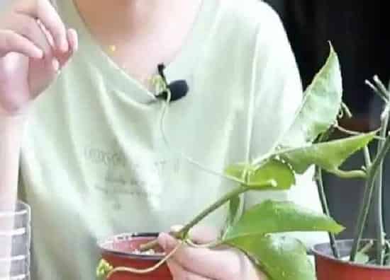 植物扦插|百香果几月份扦插最好