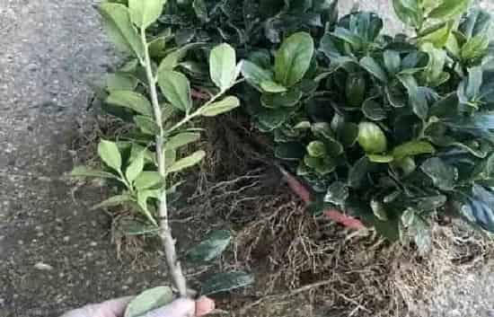 植物移栽|枸骨上盆方法与步骤 上盆养护注意事项