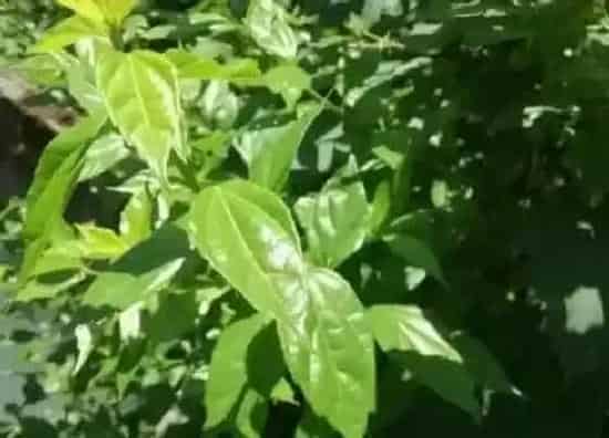 植物百科|绿豆腐是什么植物类别